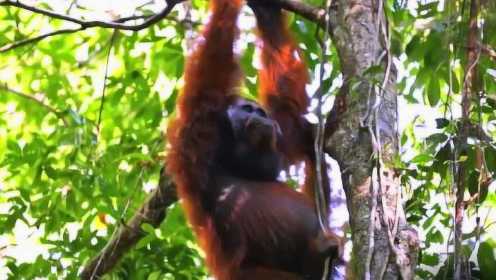 【迷你版】第2集：亚洲红毛猩猩的无形挑战