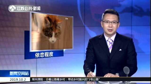 新研究显示猫对人类的依恋被低估