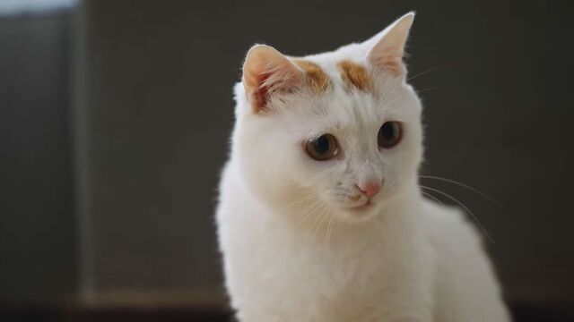 家有恶猫2:猫咪实现“羊奶棒自由”