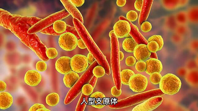 第06集 支原体:最小原核细胞型微生物