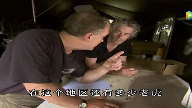 老虎探秘第2集高光片段