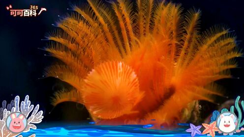 可可百科365：海底珊瑚城