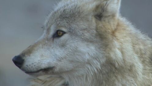白狼族群合力围堵猎物，看白尾鹿如何化险为夷？