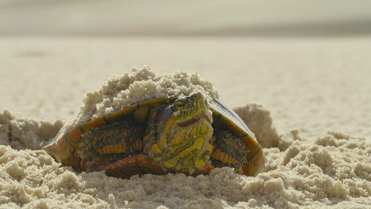 超凡动物奇观丨亚马逊彩龟五个月不吃不喝怎么活?