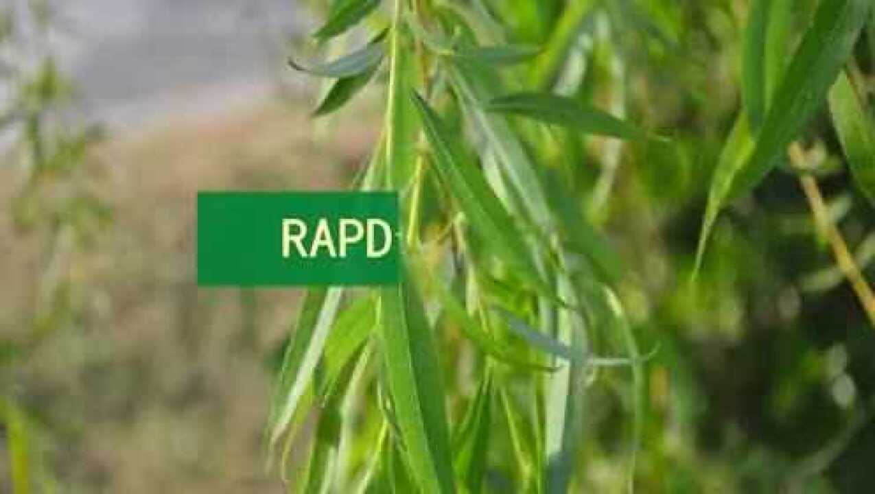 rapd-20