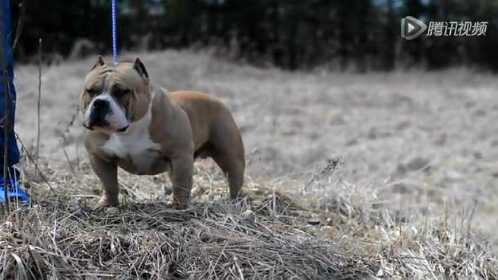 超级恶霸犬magoo美国恶霸的完美诠释老六犬舍 腾讯视频