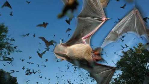 实拍两千万只蝙蝠飞越320公里饱餐18万公斤昆虫