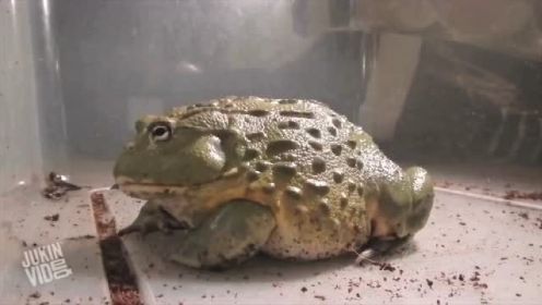 逆天蛙吃害虫 各种犀利秒杀！