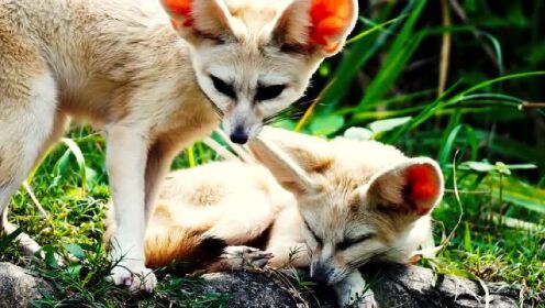 Absurd Creatures | The Fennec Fox and Its Gia
