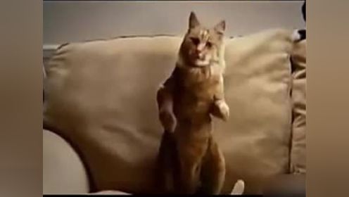 猫狗唱歌跳舞Top集合 不是说好了建国后动物不能成精吗