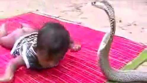 2岁幼童被眼镜王蛇连咬四口，最后竟把蛇虐翻