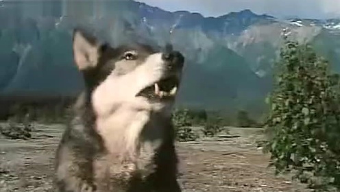 雪地黄金犬：混血狼白牙PK棕熊救了伊桑·霍克的命