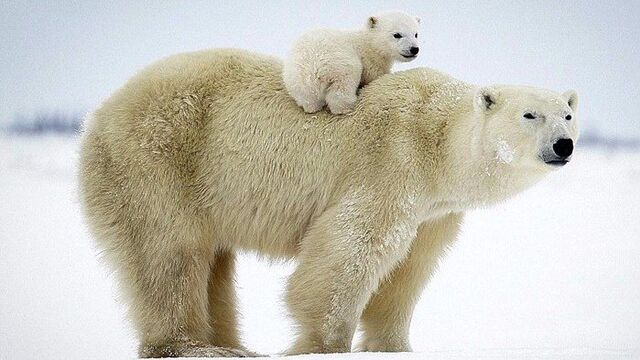 北极熊的祖先图片