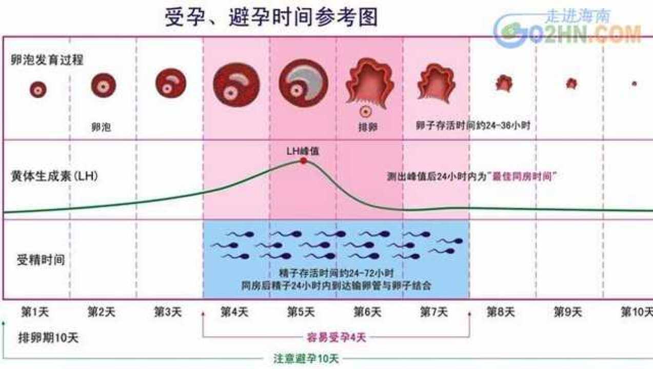 怀孕多少天是从什么时候算起的图像