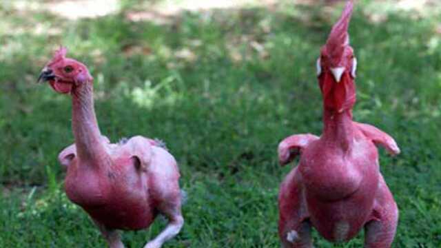 01:18这只公鸡被拔毛后 看它是怎么报复主人的讨论