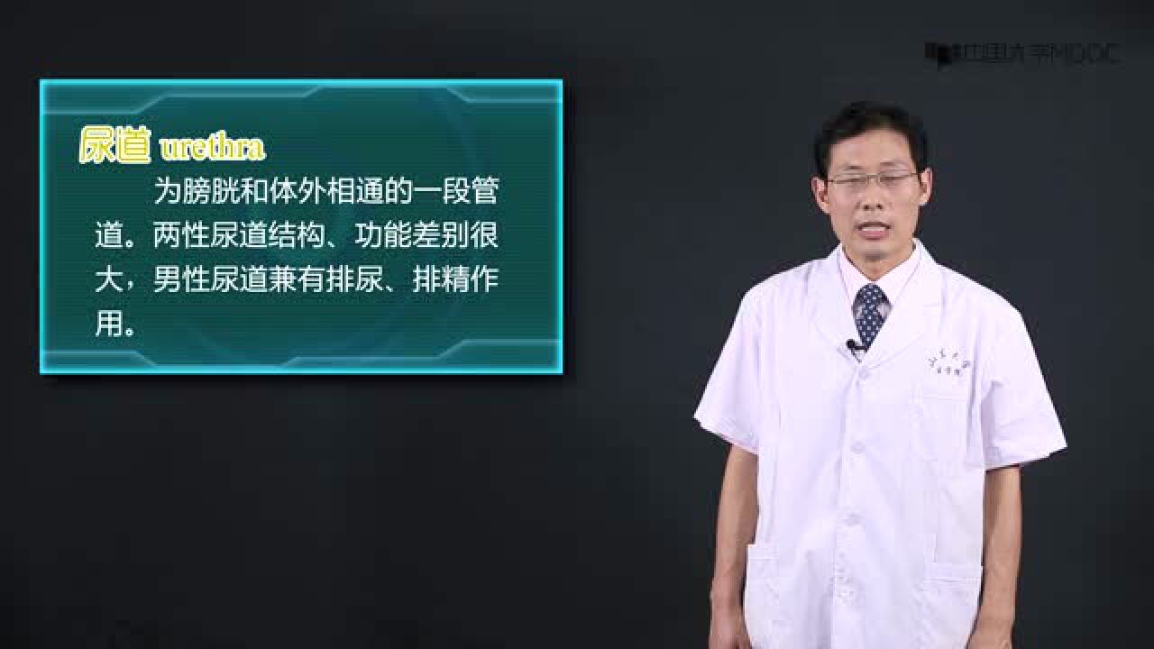 解剖学：泌尿系统-输尿管、膀胱、尿道_高清