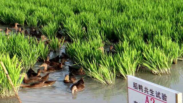 丹阳湖盛农农场新视频