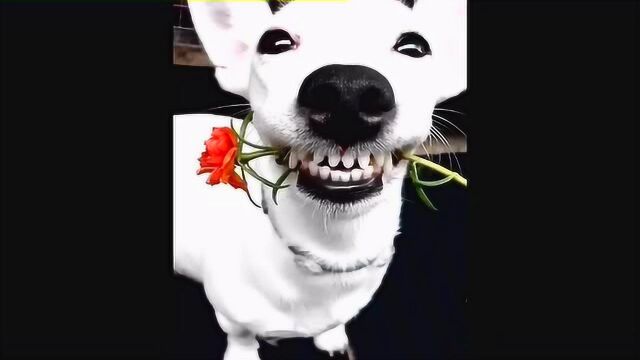汪星人嘴里叼着鲜花,很诡异的笑了起来,好有魔性的表情!