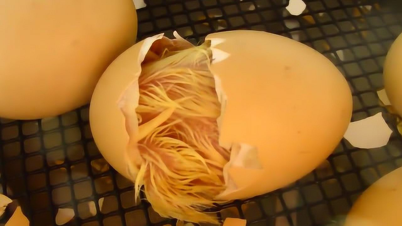 直击鸡蛋孵化成小鸡的全过程顽强的小生命