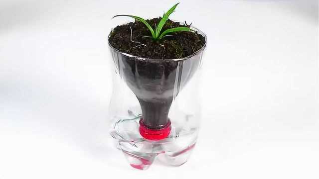 用一个塑料饮料瓶自制"节水花盆", 好看又实用!
