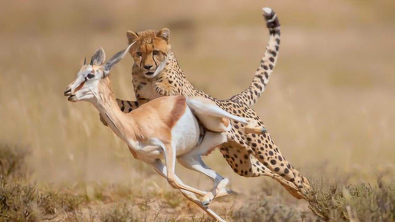 冲刺高手 猎豹极速奔跑追杀跳羚_腾讯视频