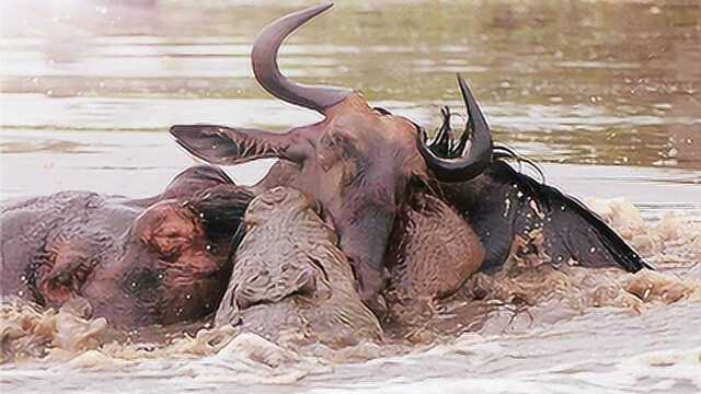 饥饿的河马猎杀角马,角马英勇的反抗后,被残忍一咬一口嘎嘣脆