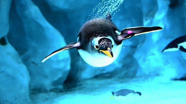 企鹅会飞吗?好像我们从来没有思考过这个问题