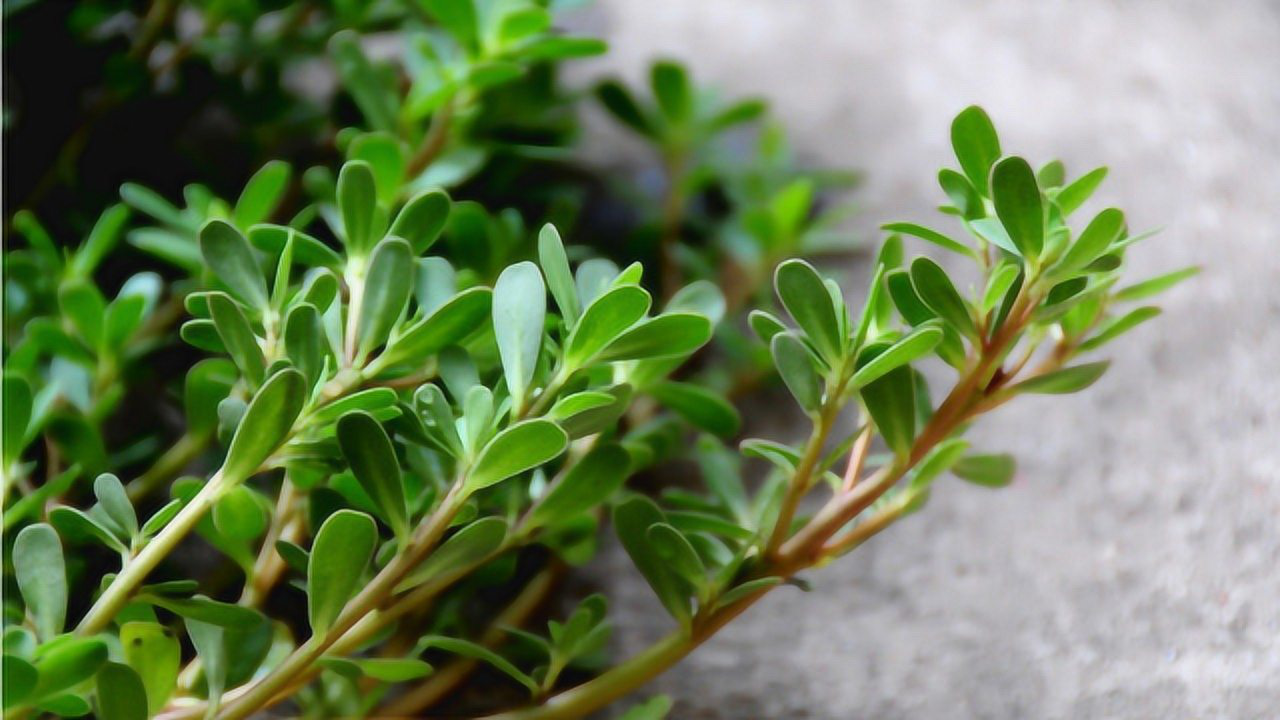 香仁净香露治狐臭 不用手术就可以根除