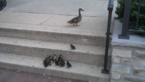 鸭妈妈带着孩子上楼梯！心好累啊小鸭子爬不上去！