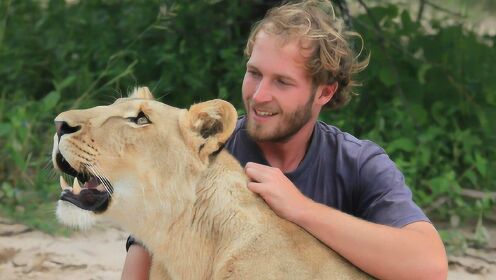 重达500斤的狮虎兽，为何要靠人类饲养奶水，来维持生存