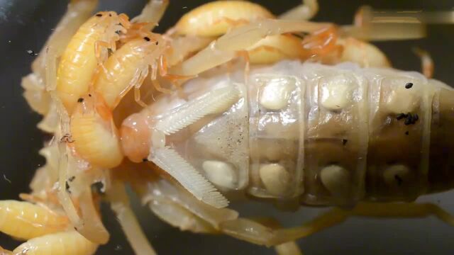 蝎子产卵过程视频直播蝎子生小蝎子过程视频,蝎子的繁殖视频教程