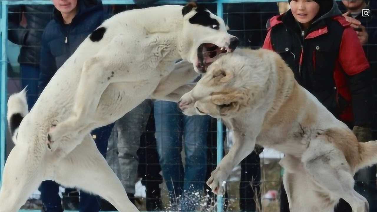 斗犬比赛惨烈当场咬死图片