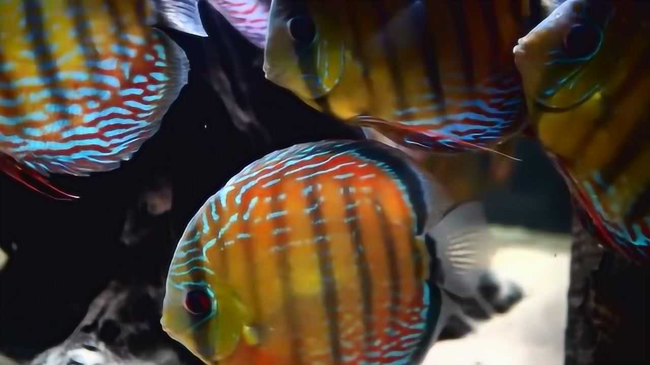 野生大號七彩神仙魚造景魚缸