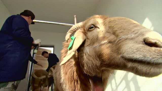 老公羊给小公羊找媳妇