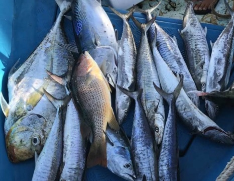 阳江闸坡钓鱼之旅喜获十斤"白须公"