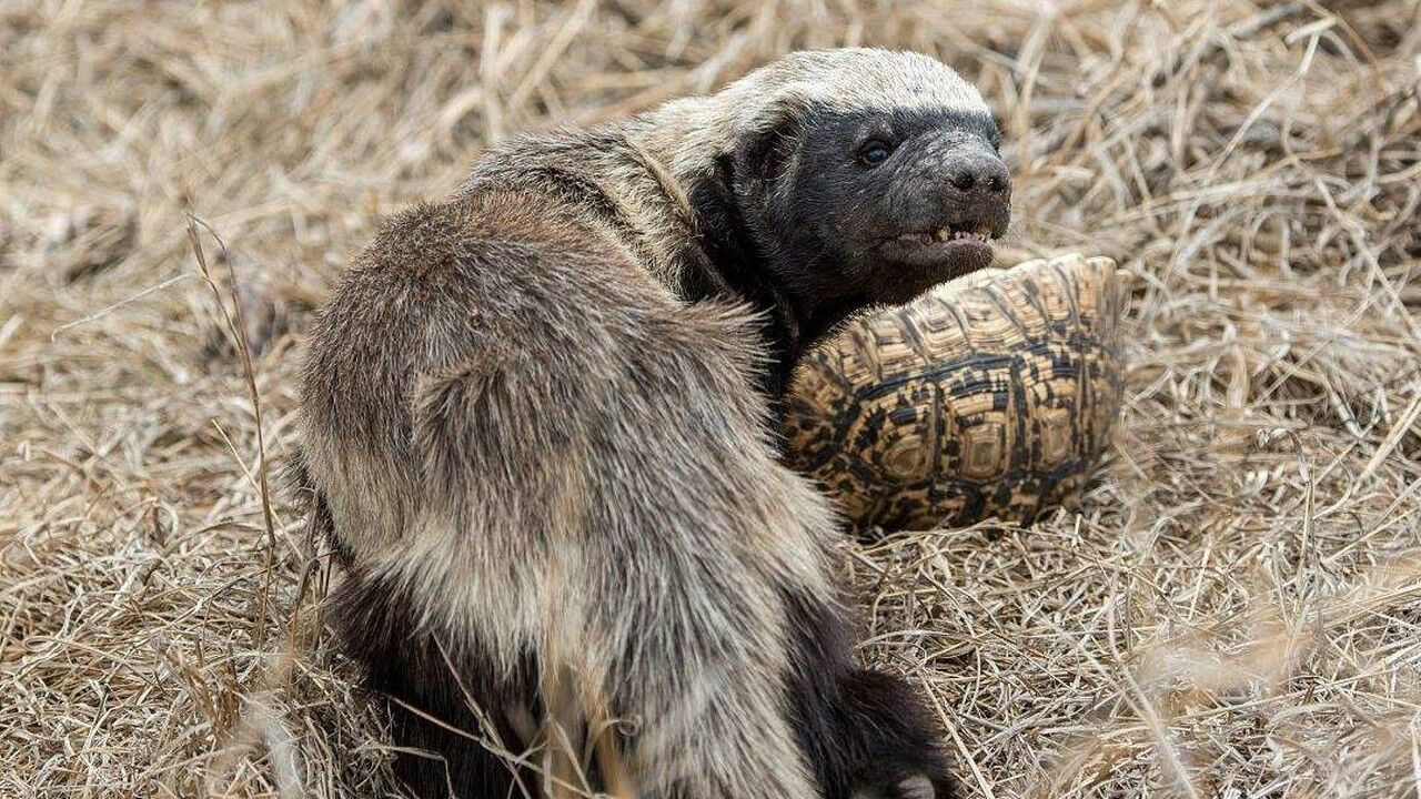 随时随地准备干架,生死看淡的平头哥真是太强悍了