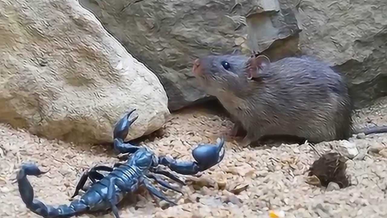 实拍巨型蝎子大战老鼠最后蝎子死的很惨