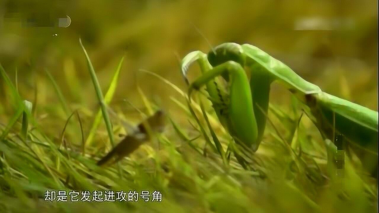 螳螂捕食蝗虫第一视角_高清