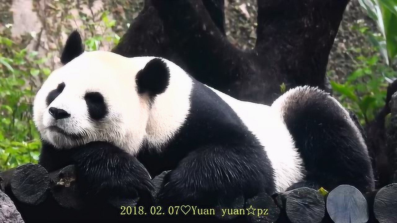 國寶大熊貓圓圓,淋雨也是一種享受!_騰訊視頻