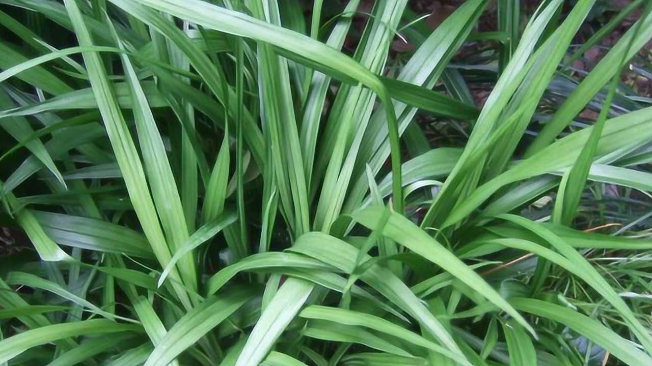 感冒咳嗽,农村称它"止咳草",老中医:专治咳嗽不吃药!