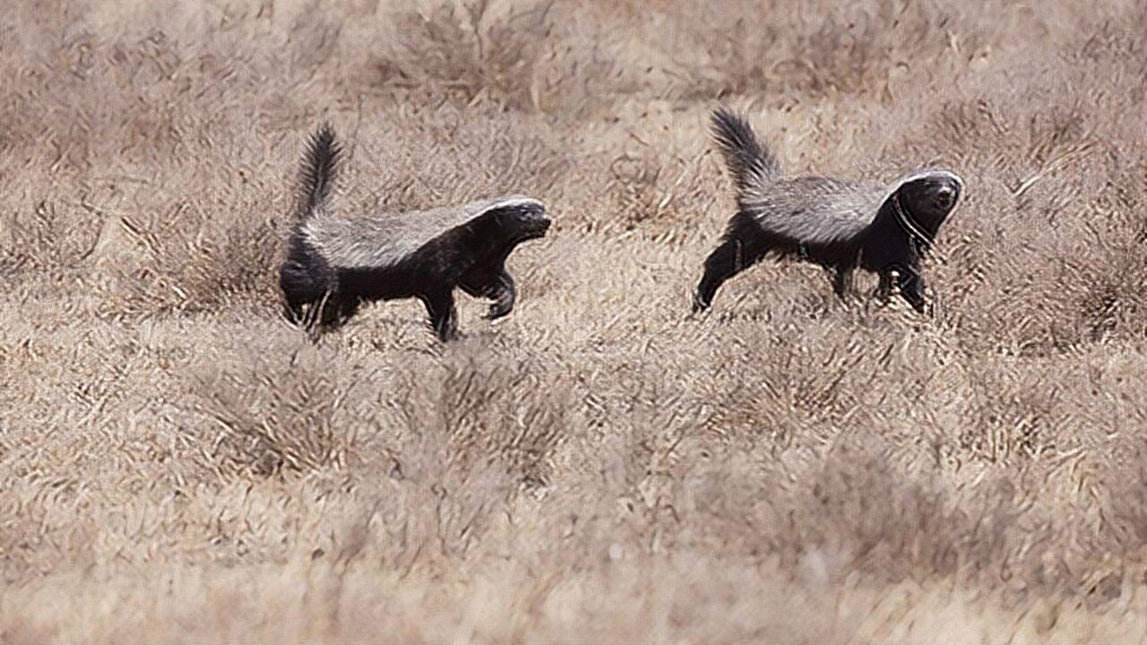 蜜獾打架大集合,心疼它的对手