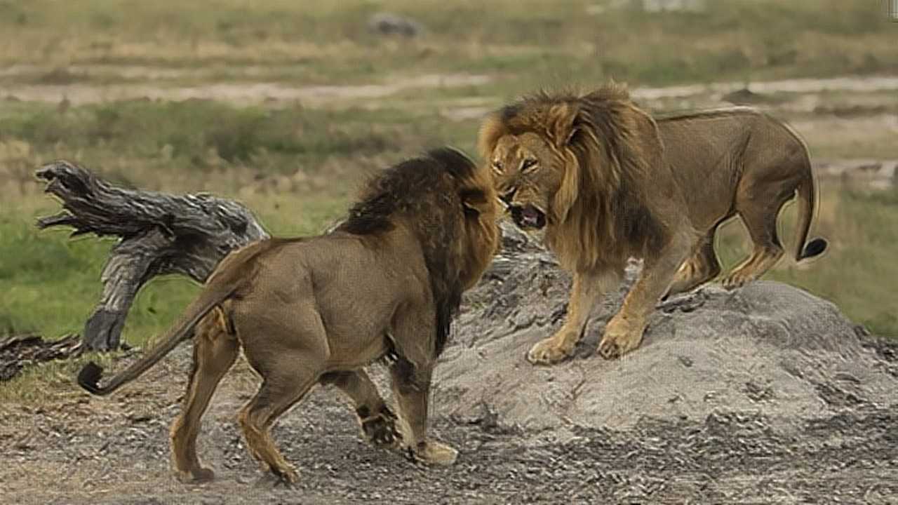 猛兽杀手:非洲狮王争霸