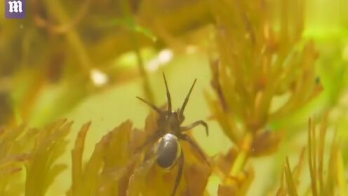 英国水蜘蛛收集空气 筑水下蛛巢