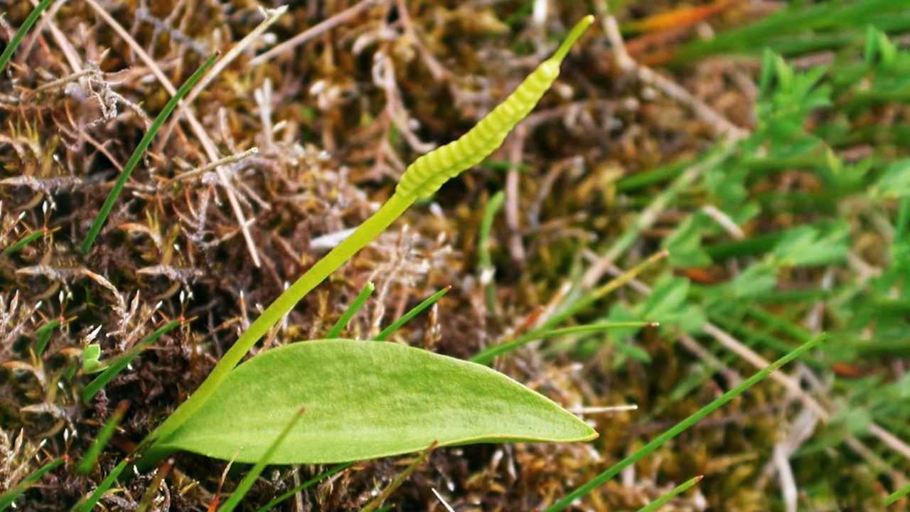 农村这个野菜植物,一生只有一片叶子!药用功效连医生都夸赞