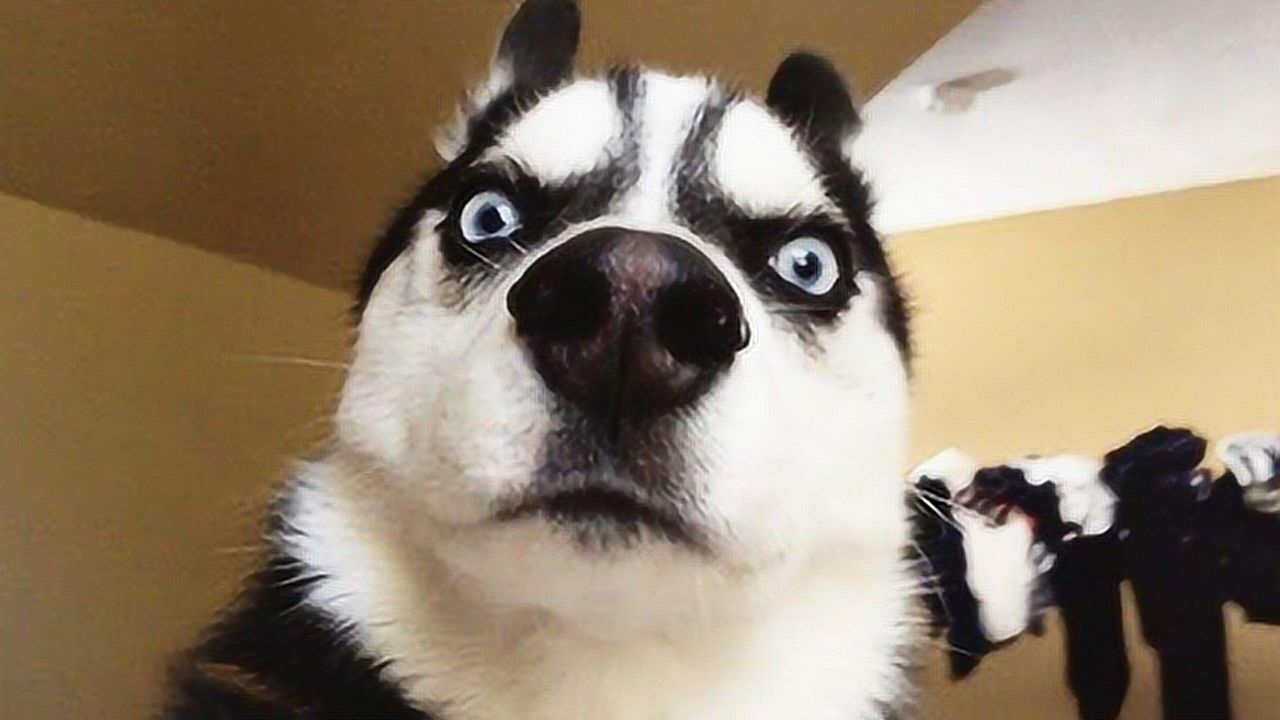 这只二哈的眼神也是没谁了,简直就是二哈界的戏精!