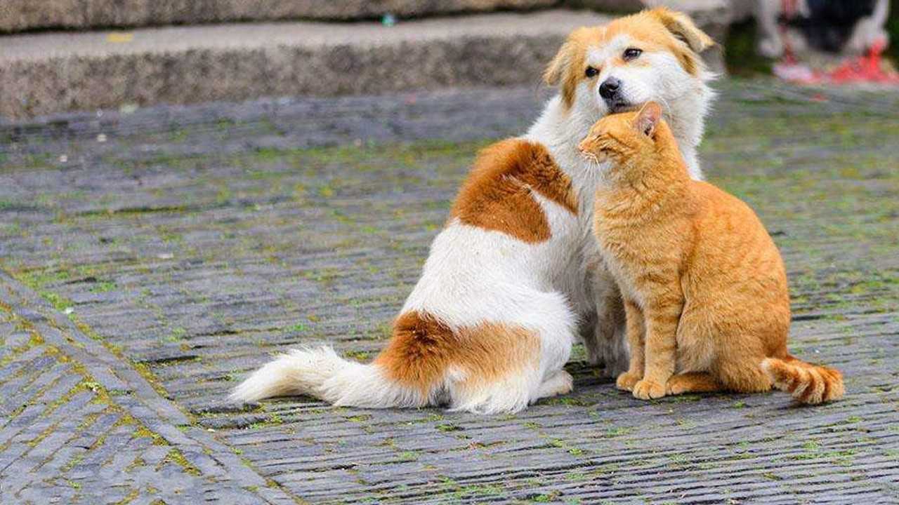 猫咪和狗狗在一起生活,玩得很开心