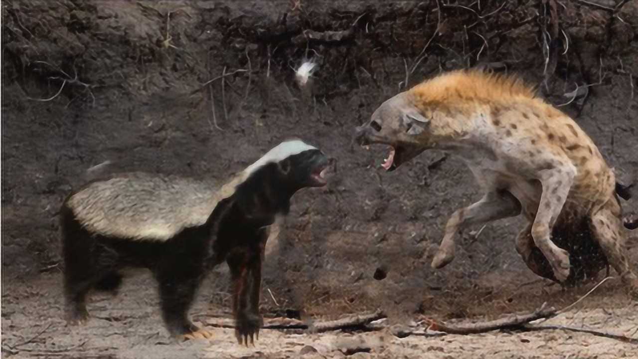 鬣狗群竟挑战平头哥不知道平头哥专为打架而生的吗结局尴尬了