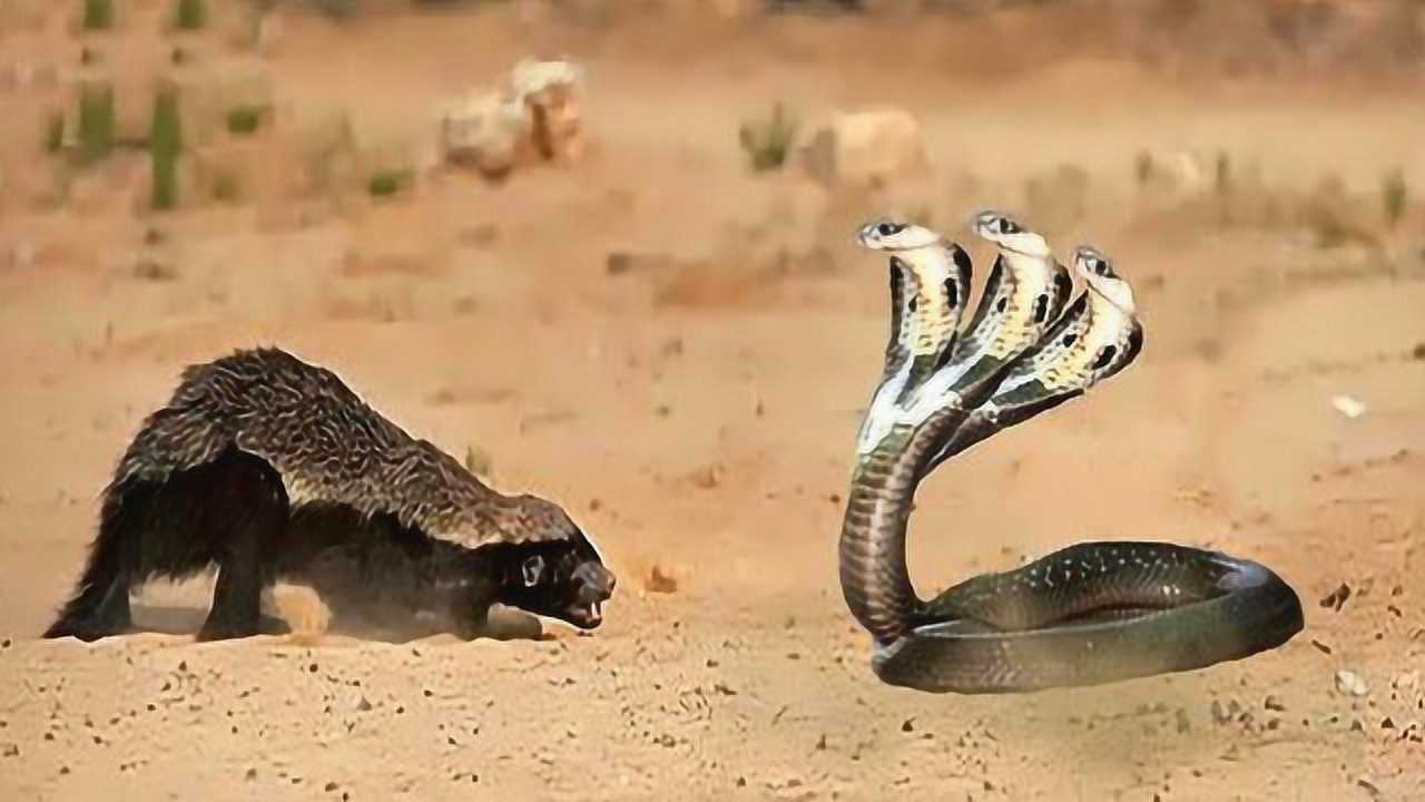 狮子都惹不起的蜜獾眼镜王蛇想挑战一下平头哥好久没沾肉味了