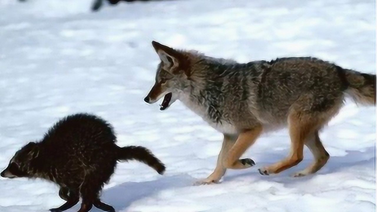 母郊狼惹怒灰狼遭到狼群的追杀毫不手下留情十分残忍