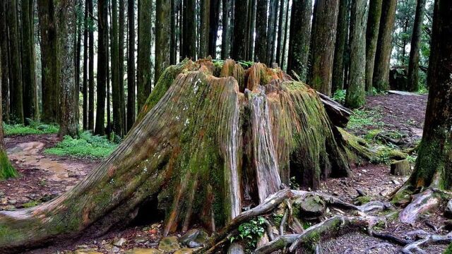 砍完树,为什么都要给上面盖一层厚雨布?